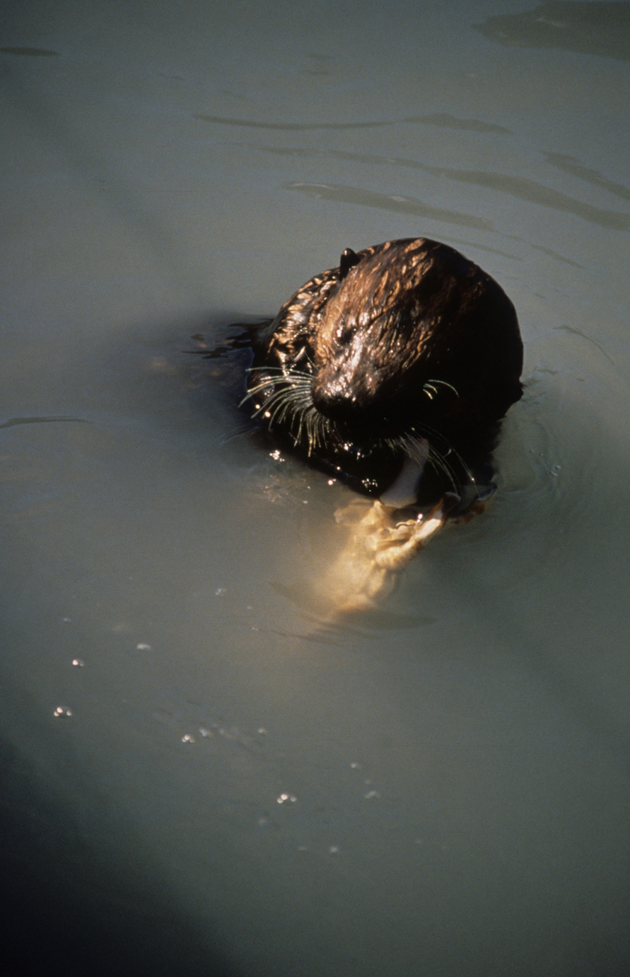 Exxon Valdez Oil Spill CounterSpill Exxon Valdez Oil Spill CounterSpill