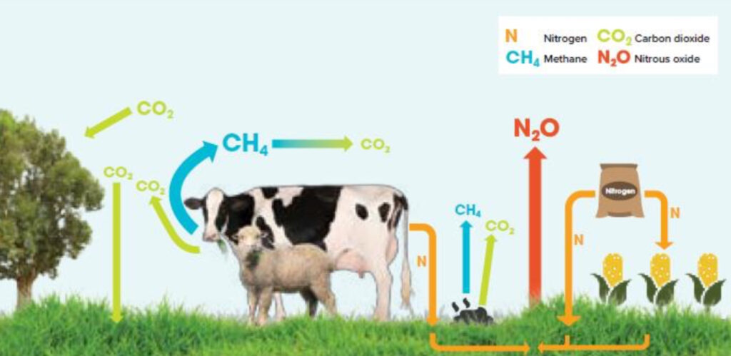 Mitigating Greenhouse Gas Emissions From NZ Pasture based Livestock 