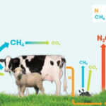 Mitigating Greenhouse Gas Emissions From NZ Pasture based Livestock